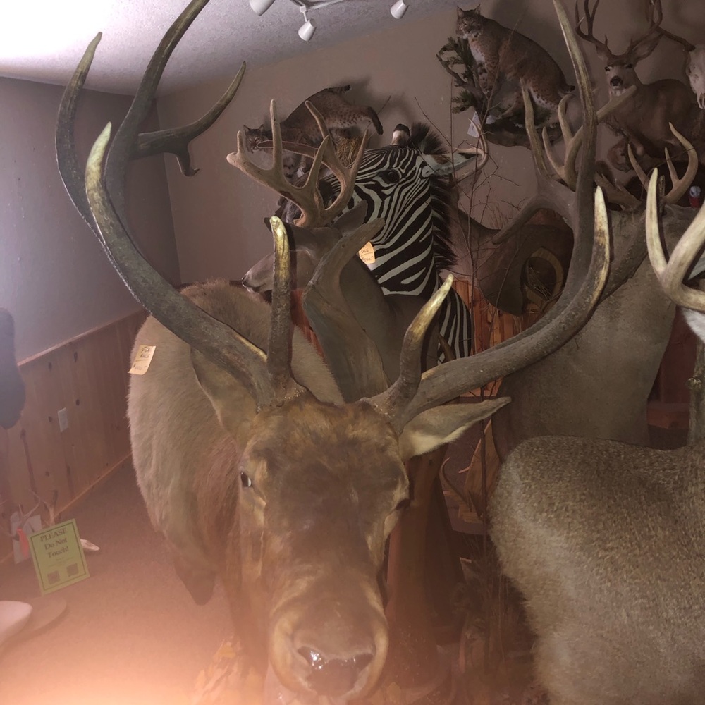 Elk mount
